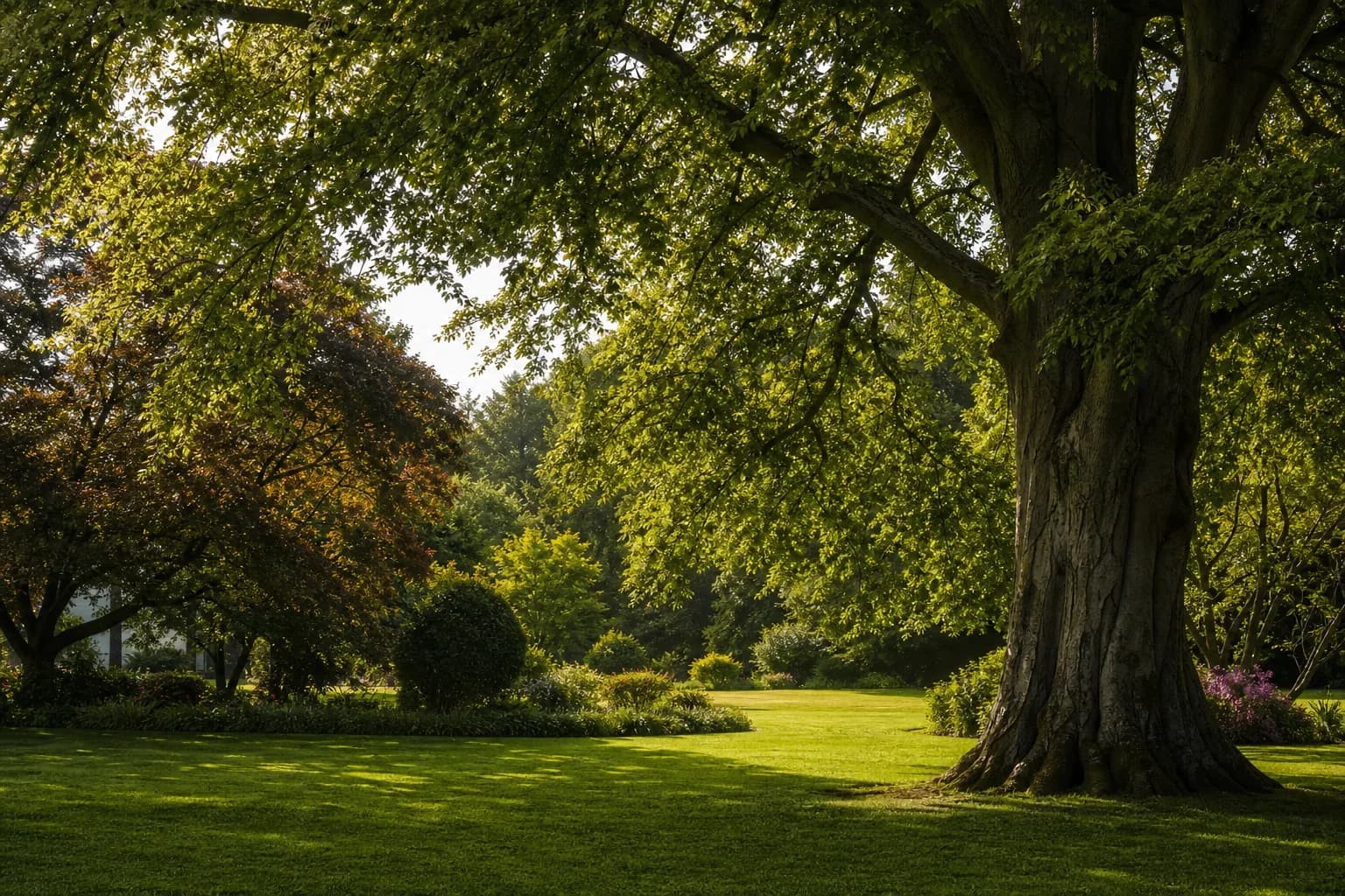A mature oak tree in a well-kept Cardiff garden