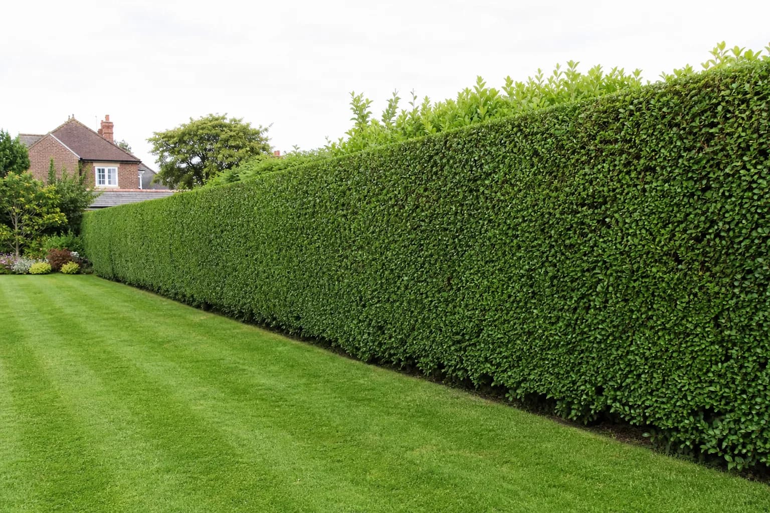 Hedge Trimming in Cardiff